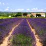photo_paysage_lavande.jpg