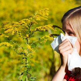 Photo allergie pollen