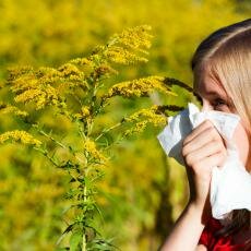 Photo allergie pollen