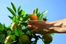 Photo pesticides sur plante